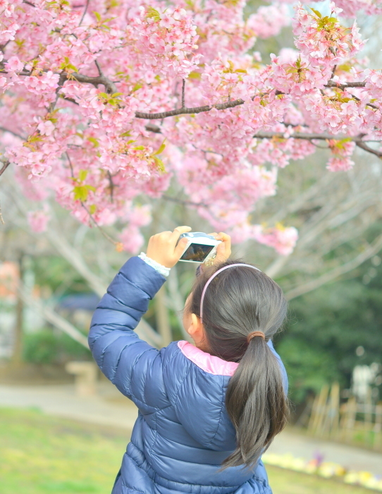 西郷山公園　河津桜_b0228533_18312723.jpg