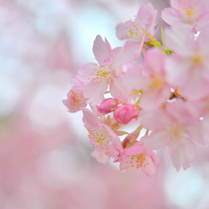 西郷山公園　河津桜_b0228533_18313172.jpg