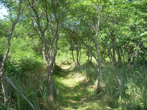 弁天歴史公園への小道再開_f0354435_10362016.jpg