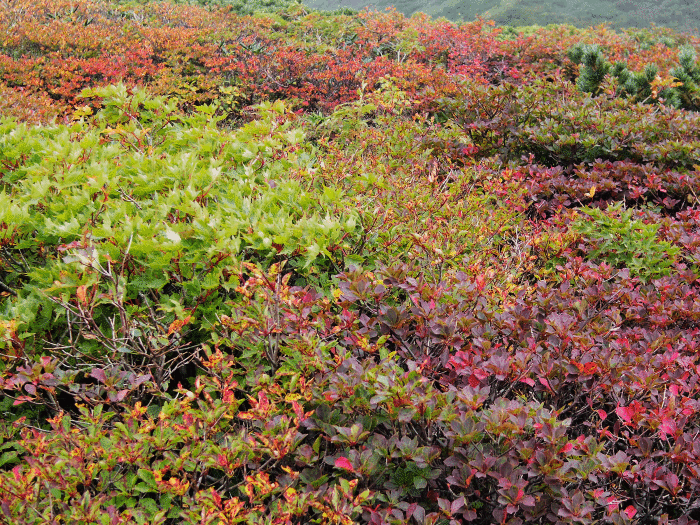d0237340_20320319.gif