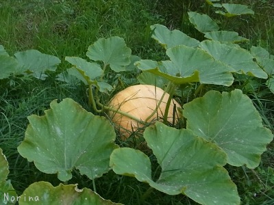 野菜が、野菜がアルベロベッロ！＾＾！_e0326953_16335152.jpg