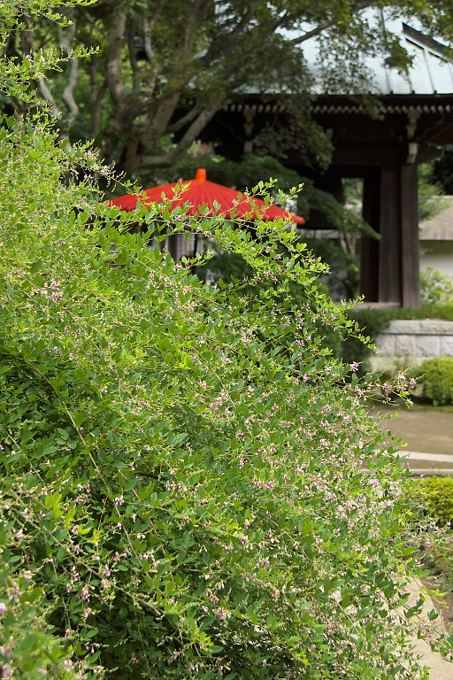 鎌倉　海蔵寺（９月４日）_c0057265_1873890.jpg