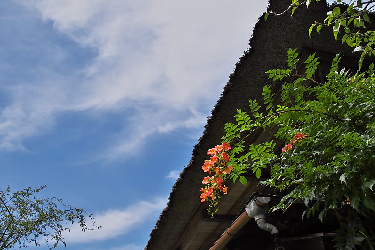 鎌倉　海蔵寺（９月４日）_c0057265_1881685.jpg