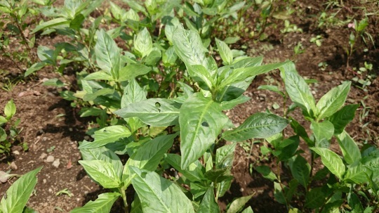 b0224776_13502918.jpeg