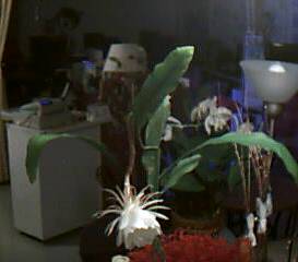 d0337981_15362625.jpeg