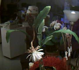 d0337981_15362668.jpeg