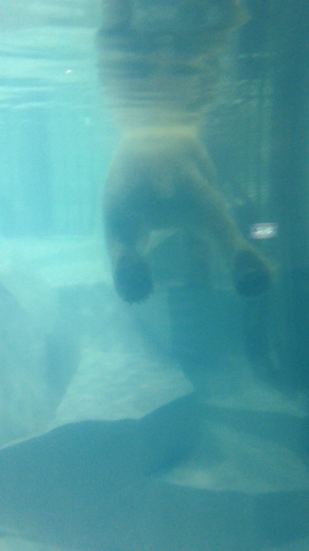 南紀白浜旅行 アドベンチャーワールド_a0188798_23002563.jpg
