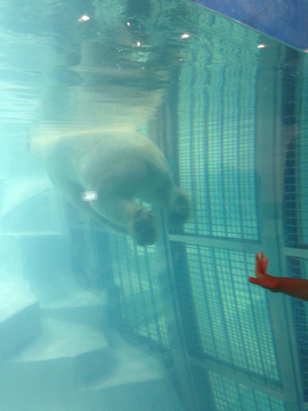 南紀白浜旅行 アドベンチャーワールド_a0188798_23002666.jpg