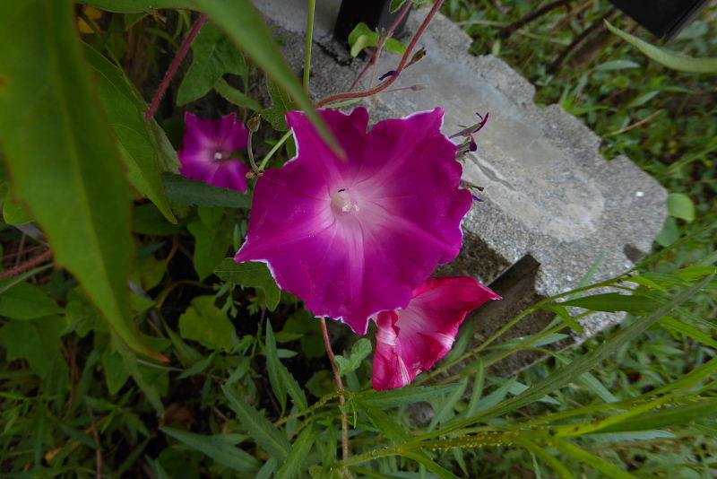 キリンさん・アンデスの乙女・額紫陽花・庭七竈・朝顔・キャットテイル・宮城野萩_d0261298_6164610.jpg