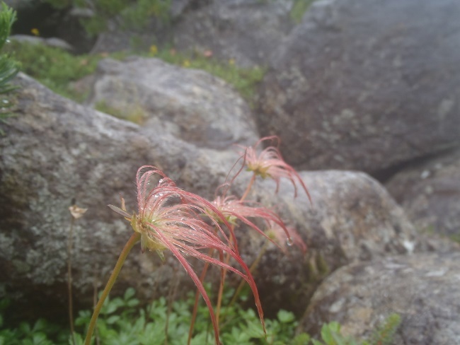 北アルプス大縦走 2015/08/31～09/04[高天原山荘編]_a0320601_23262697.jpg