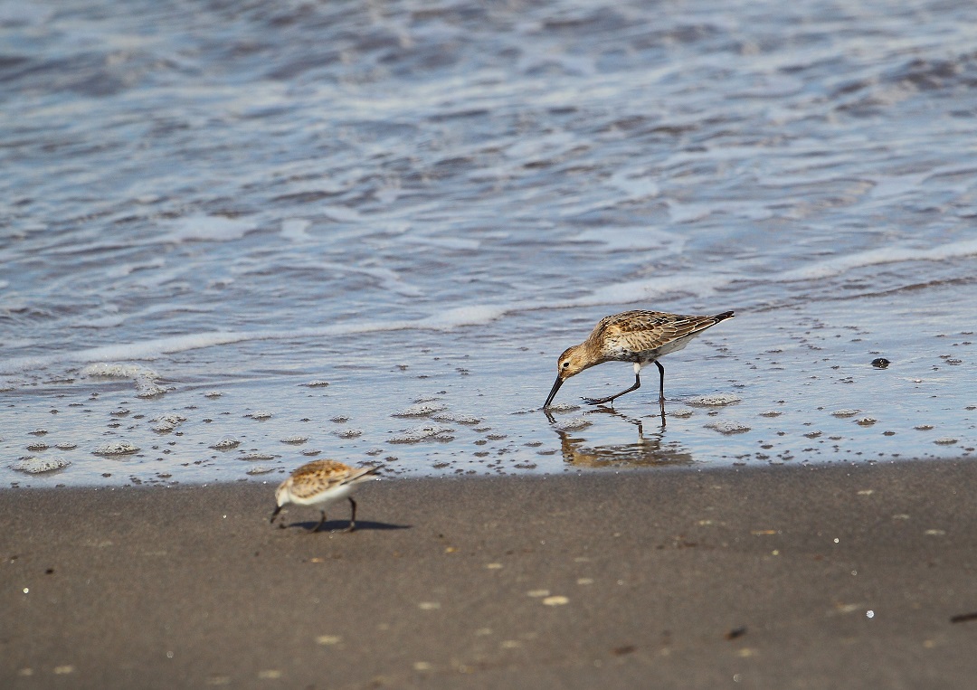 昼食後のチュウシャクシギ・・・・・・・・_c0295707_1745614.jpg