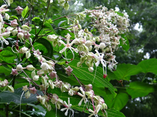 臭木 くさぎ の花と実 15 9 6 徳ちゃん便り