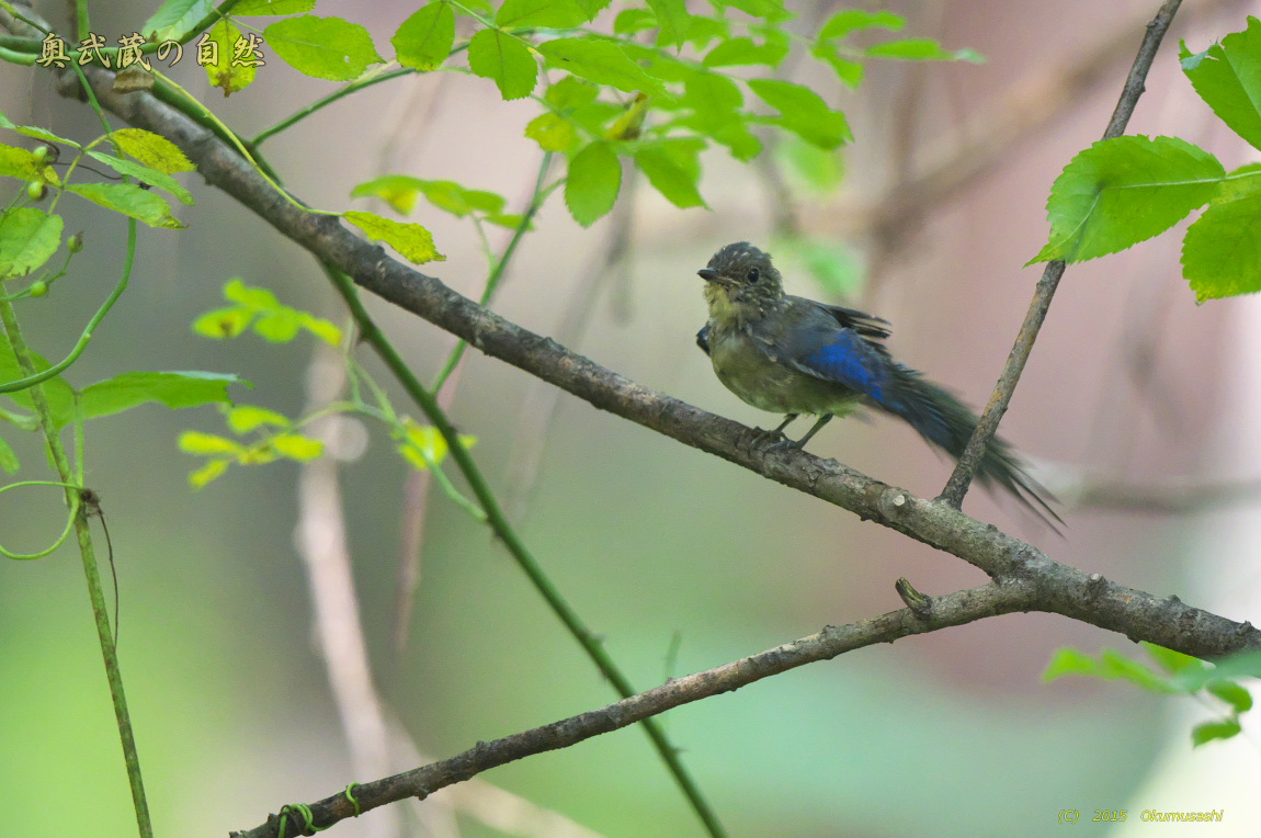 オオルリ（幼鳥）_e0268015_1818865.jpg