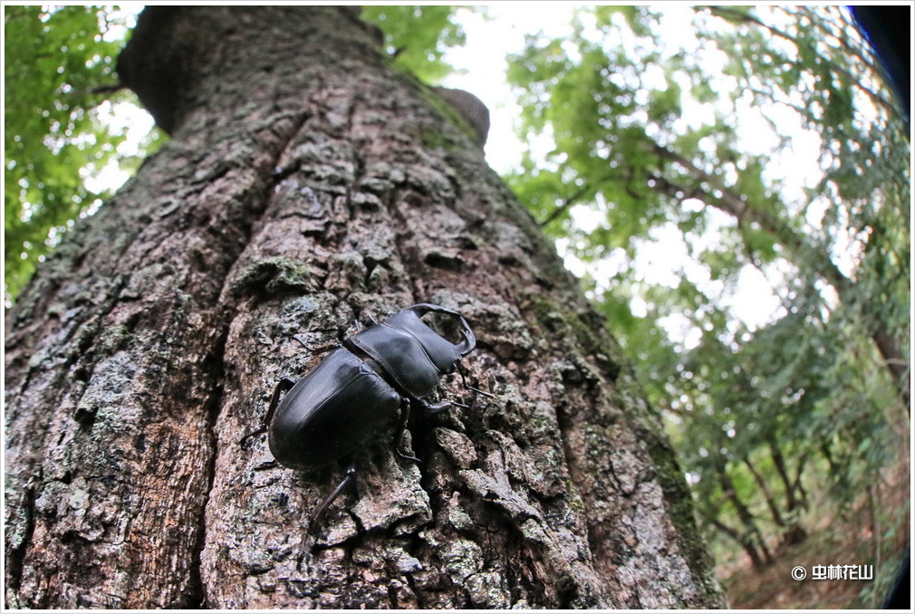 里山の散歩道 オオクワガタ とアケビコノハの幼虫など Nature Diary 里山の散歩道 オオクワガタ とアケビコノハの幼虫など Nature Diary