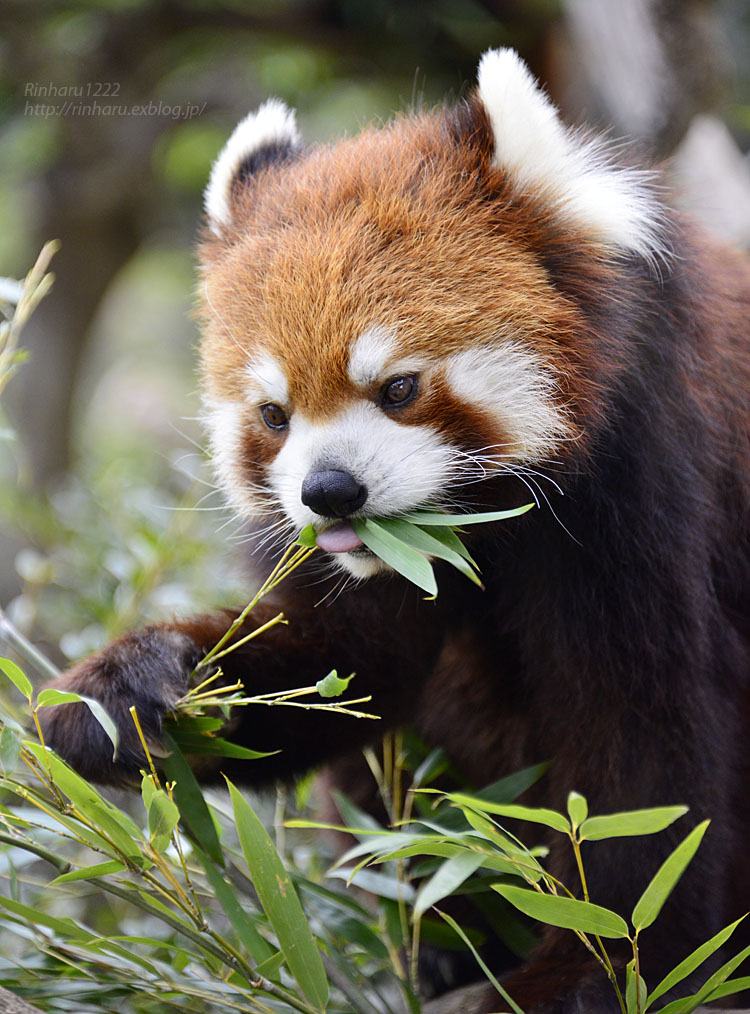 2015.2.22 群馬サファリパーク☆レッサーパンダの太陽と彩【Lesser panda】_f0250322_1839487.jpg