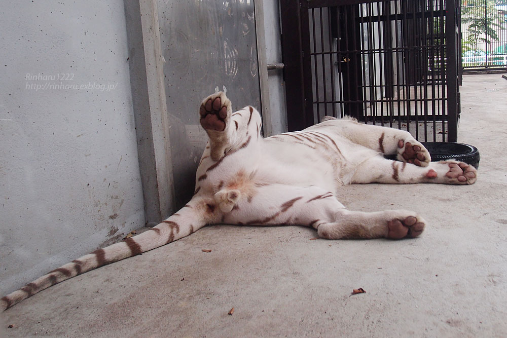 2015.8.16　宇都宮動物園☆ホワイトタイガーのアース【White tiger】_f0250322_19483326.jpg