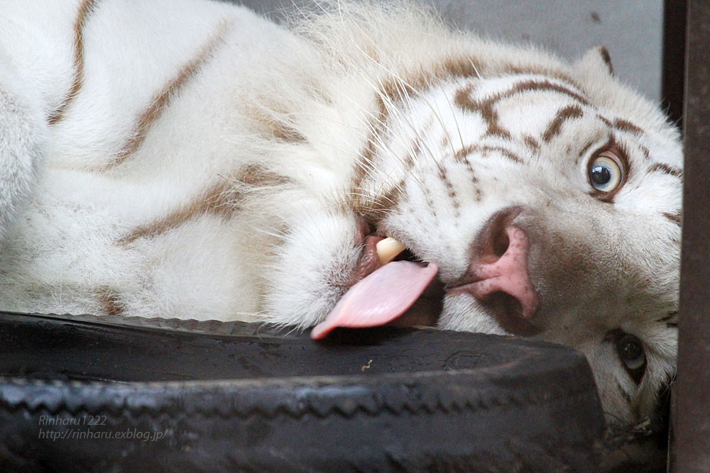 2015.8.16　宇都宮動物園☆ホワイトタイガーのアース【White tiger】_f0250322_19485267.jpg