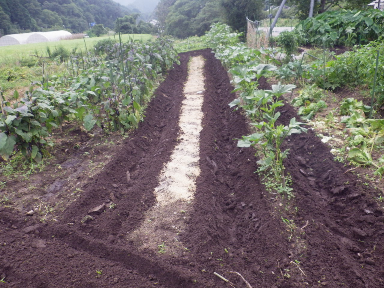 大根の２回目の種撒き出来ました。_c0300035_11333625.jpg