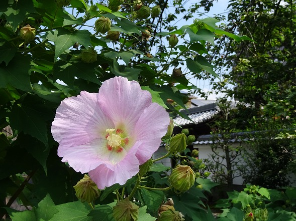 妙蓮寺の芙蓉_b0299042_8103177.jpg