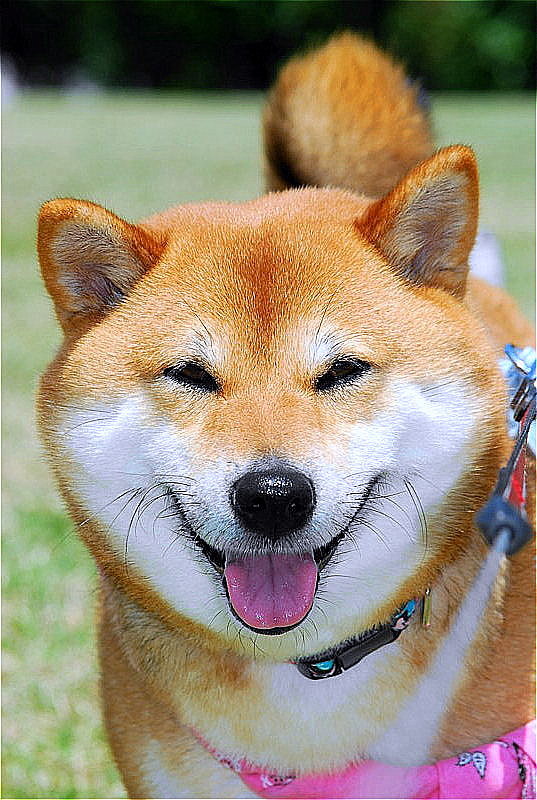 手前味噌な懐かしライブラリー⑩ 三連笑_b0314043_13060688.jpg