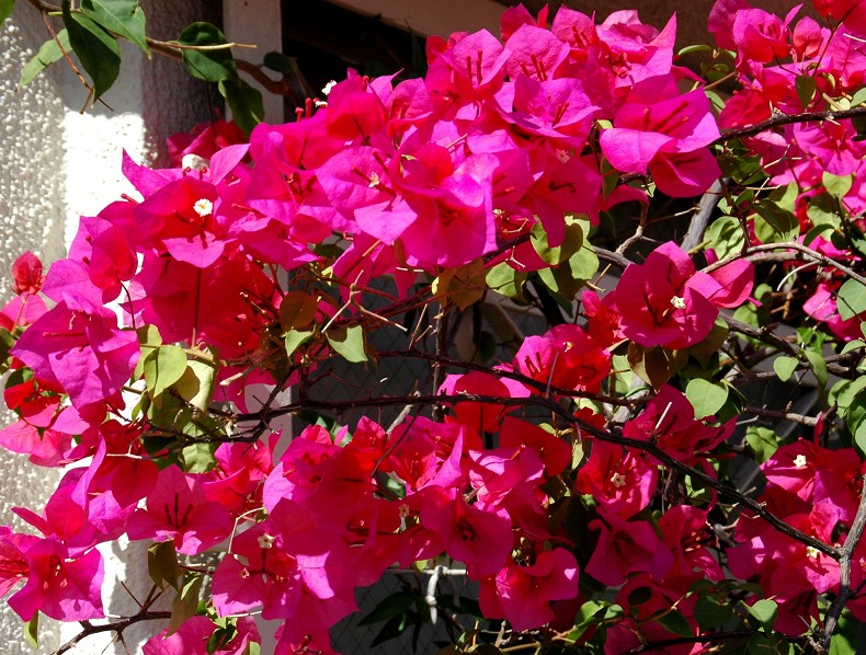 　　花のある風景_b0093754_1534475.jpg