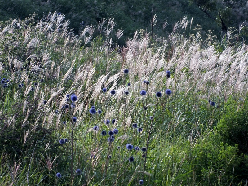 f0082181_219111.jpg