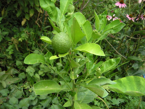 タヒチライム 自然農菜園日記