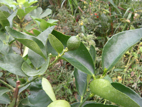 タヒチライム 自然農菜園日記