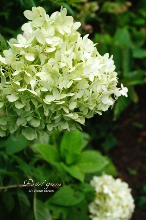 ピラミッドアジサイ ライムライト 季の花小屋 Pastelgreen