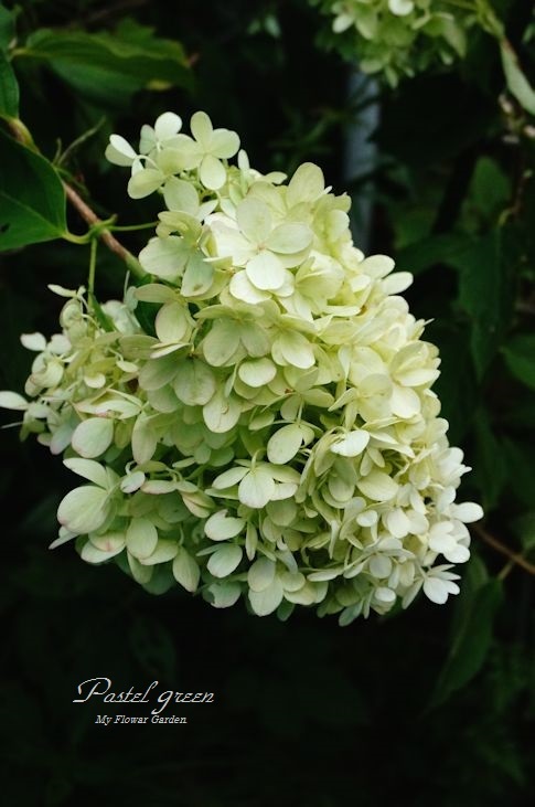 ピラミッドアジサイ ライムライト 季の花小屋 Pastelgreen