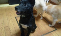 里親さま募集中 ☆ 健_f0242002_13302356.jpg