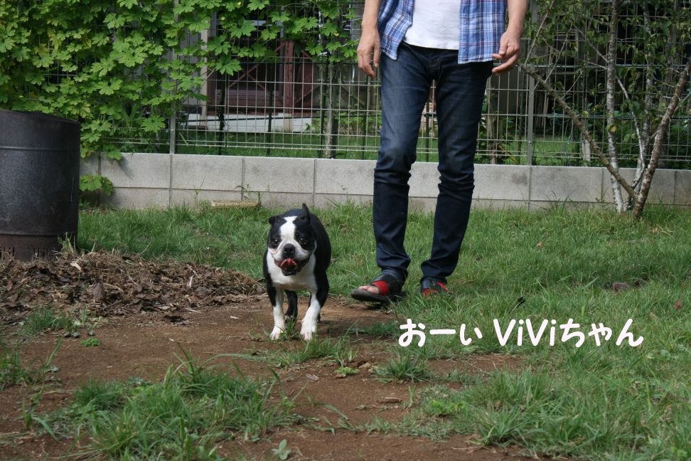 ViViちゃん 新生活再スタート!_f0242002_21534281.jpg