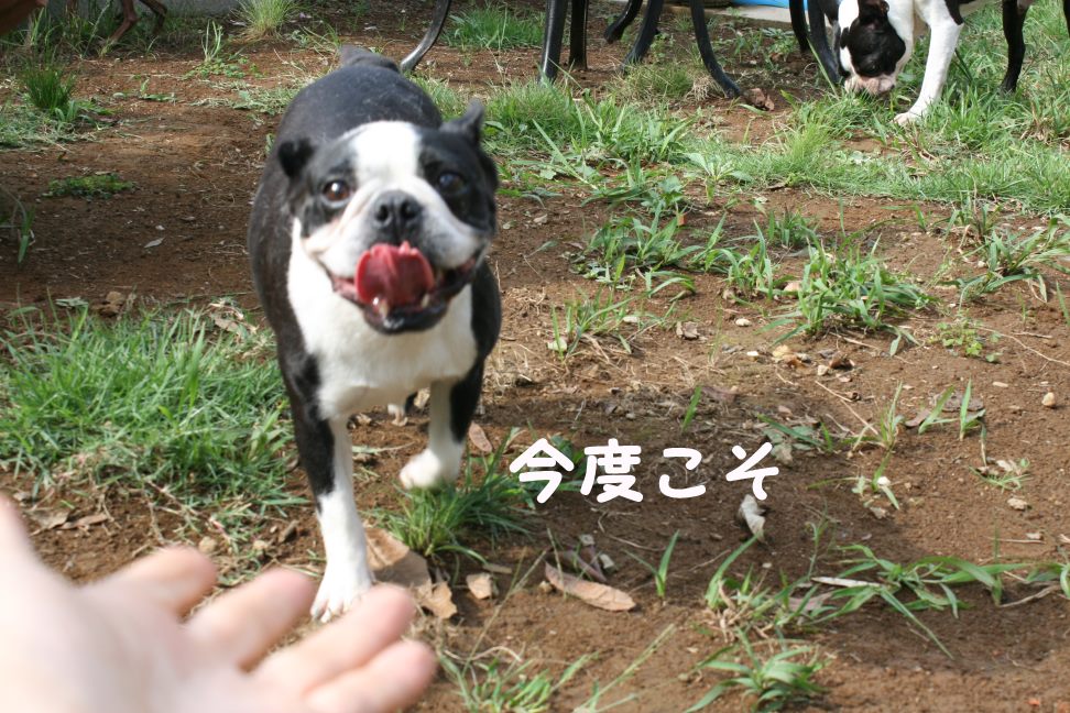 ViViちゃん 新生活再スタート!_f0242002_2153561.jpg