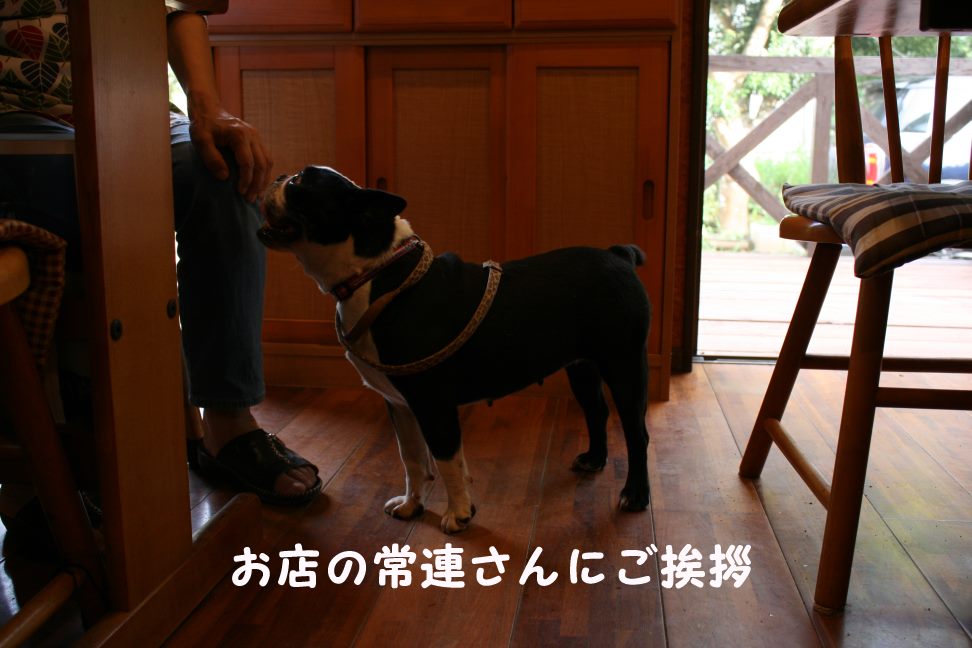 ViViちゃん 新生活再スタート!_f0242002_2153886.jpg