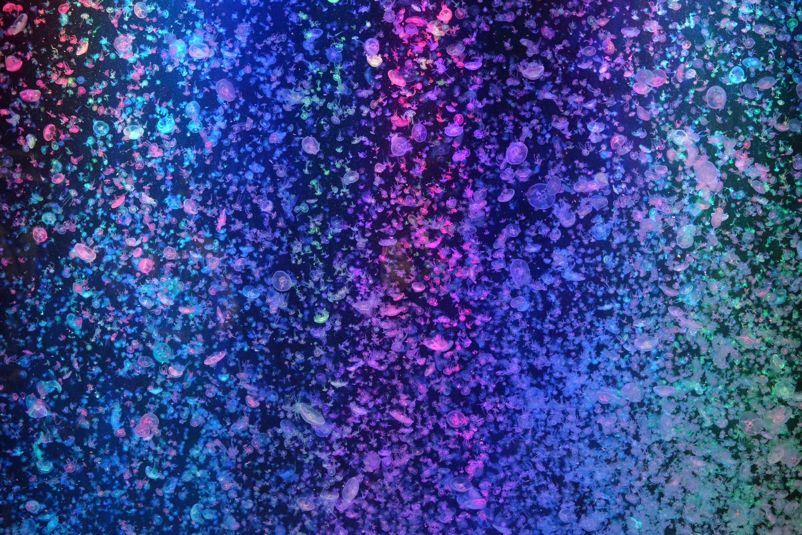 a0155104_1418100.jpg