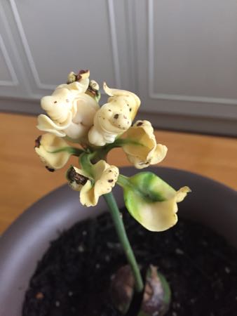 白い葉のアボカドのその後 みなみかぜの香港でお菓子教室 白い葉のアボカドのその後 みなみかぜの香港でお菓子教室