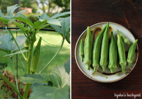 菜園と花壇の様子(8月中旬~9月上旬)_b0253205_02105935.jpg