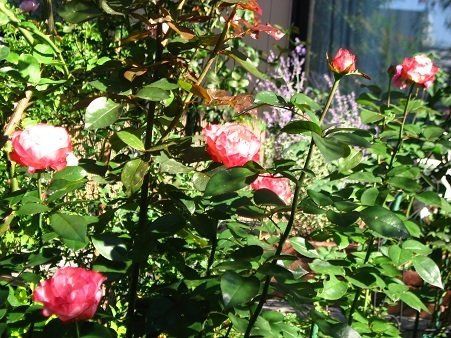 f0325309_09153036.jpg