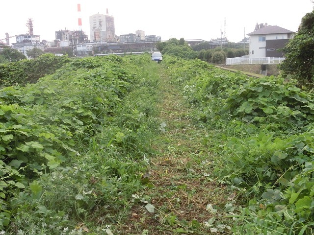 久しぶりの晴れ間に、ヒガンバナがきれいに見えるよう滝川の草刈り実施_f0141310_6581910.jpg