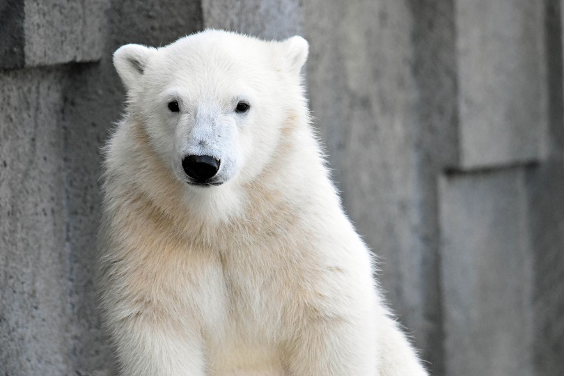 札幌・円山動物園のララの子供の名前が「リラ(Lilas)」に決定 ～ 「荒々しさ」を象徴した異色の命名_a0151913_1752929.jpg