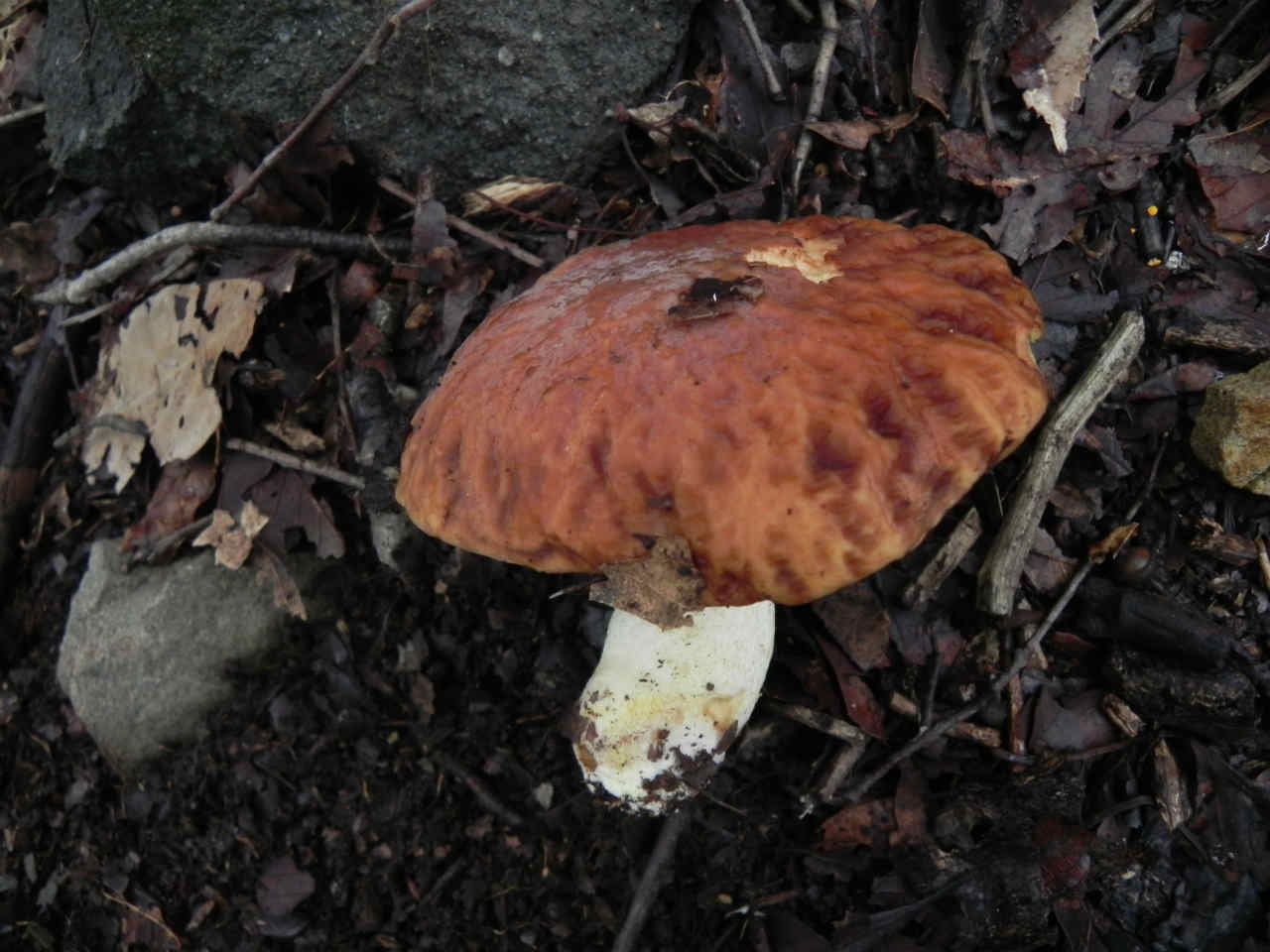 e0352220_21595635.jpg