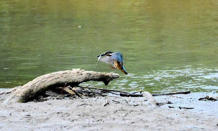 北の森からエゾリスと野鳥便り _d0098721_2115364.jpg