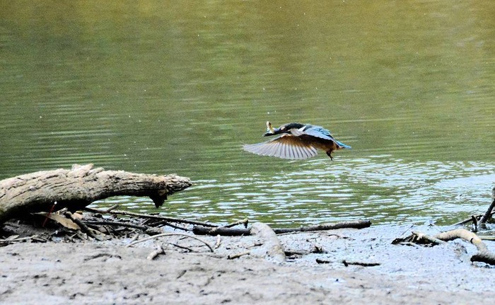 北の森からエゾリスと野鳥便り _d0098721_21154447.jpg