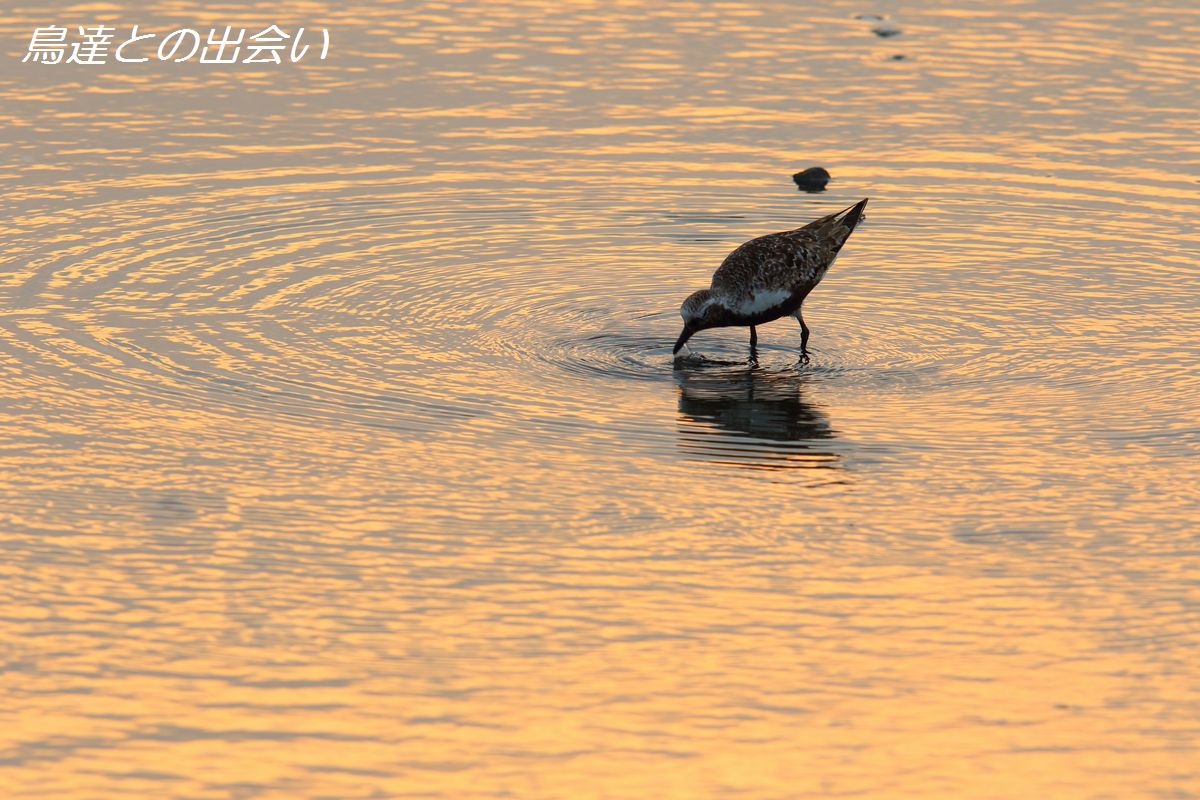 夕焼け・・・ダイゼン_e0139623_21382152.jpg