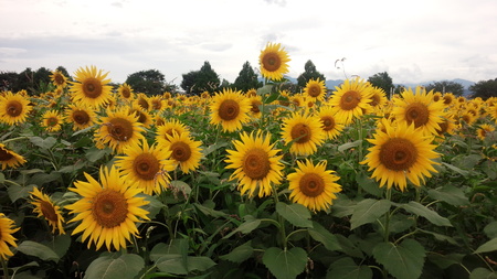 2015年の夏休み備忘録♡_e0131324_3392811.jpg