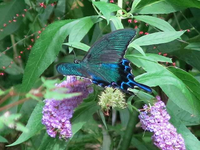 f0177529_14115830.jpg