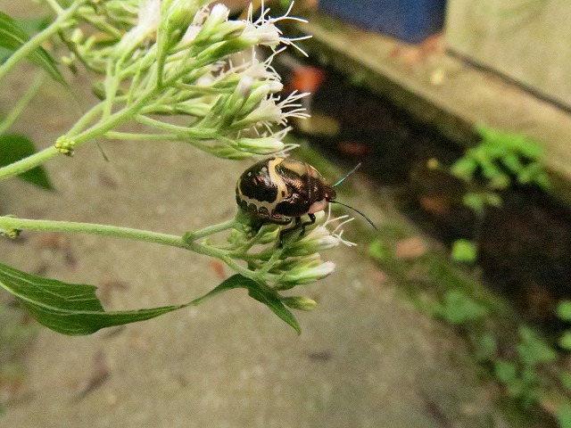 f0177529_1417293.jpg