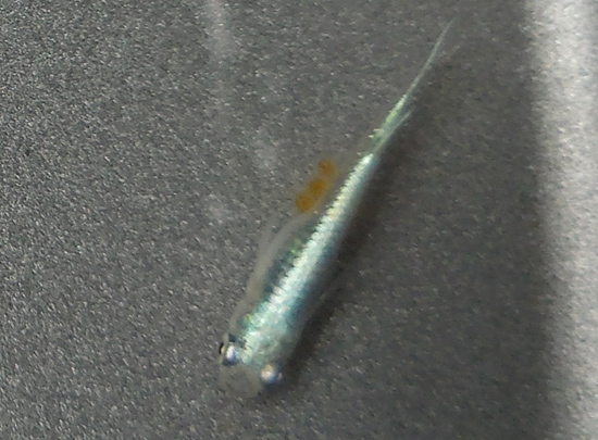 e0097534_1518817.jpg