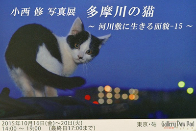 多摩川の猫～河川敷に生きる面貌ー_c0194541_13363990.jpg