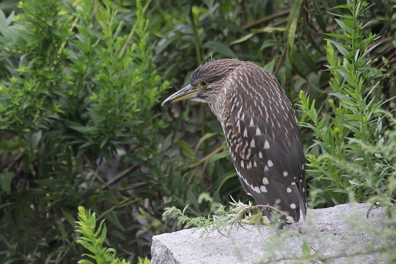 ★少し寂しめの鳥類園でした・・・週末の鳥類園（2015.9.5～6）_e0046474_1730244.jpg